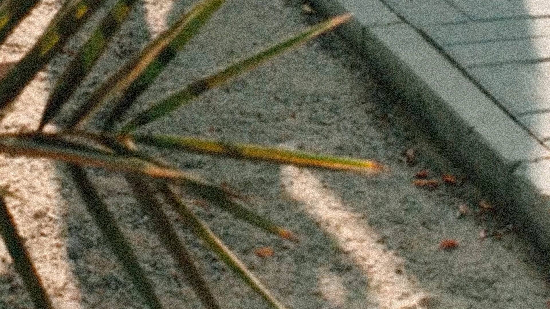 fotograma de ADIDAS CÀPSULES