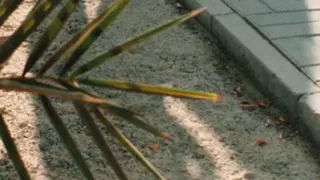 fotograma de ADIDAS CÀPSULES